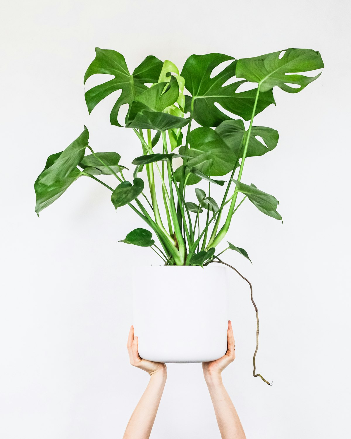 A leafy green monstera houseplant thriving in soft natural light